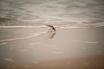 Sandpiper on the seashore