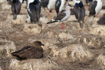 Falkland Skua (Catharacta antarctica) on the edge of a colony of Imperial Shag (Phalacrocorax atriceps albiventer) on Bleaker Island in the Falkland Islands. The Falkland Skua preys on the eggs and yo