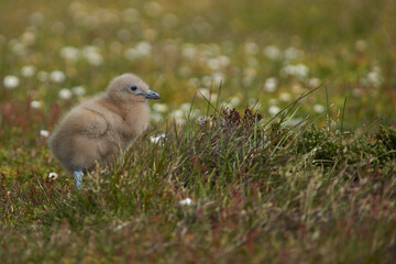 Falkland Skua chick (Catharacta antarctica) in a meadow on Bleaker Island in the Falkland Islands.