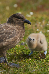 Adult Falkland Skua (Catharacta antarctica) with chick in a meadow on Bleaker Island in the Falkland Islands.