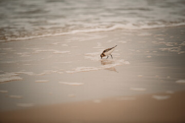 Sandpiper on the seashore