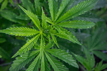 Cannabis Leaves with Morning Dew Drops