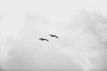 Flying Pelicans against the sky