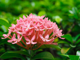 There are many colored flowers with green trees around the area. There are green leaves in Thailand.