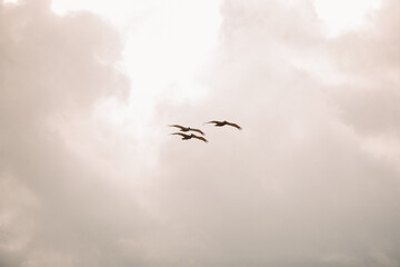 Flying Pelicans against the sky