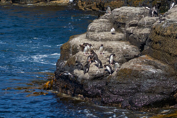 Rockhopper Penguins (Eudyptes chrysocome) heading to sea from a rocky outcrop on the coast of...