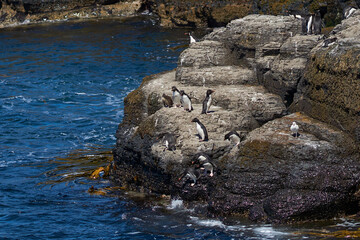 Rockhopper Penguins (Eudyptes chrysocome) heading to sea from a rocky outcrop on the coast of Bleaker Island in the Falkland Islands.