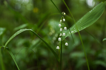 lily of the valley in the forest after rain. raindrops on a leaf in the forest