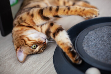 portrait of playing bengal cat looks into the left