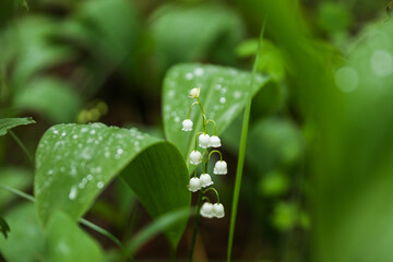 Obraz premium lily of the valley in the forest after rain. raindrops on a leaf in the forest