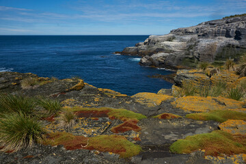 Colourful lichens and plants covering the rocky coastline of Bleaker Island on the Falkland Islands.