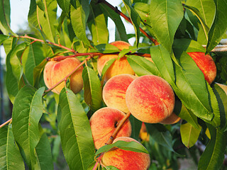 Branch of peach tree close up