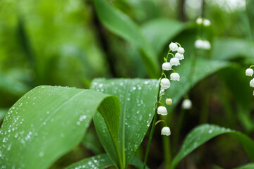 lily of the valley in the forest after rain. raindrops on a leaf in the forest