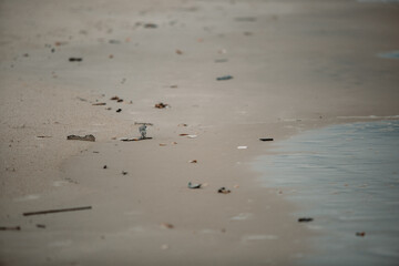 Sandpiper on beach