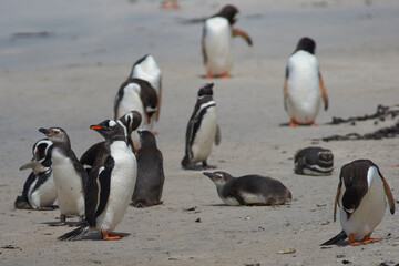 Naklejka premium Gentoo Penguins (Pygoscelis papua) and Magellanic Penguins (Spheniscus magellanicus) on a large sandy beach on Bleaker Island in the Falkland Islands.