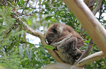 Sleeping Koala in profile - Kenneth River, Victoria, Australia