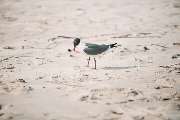 Bird on beach