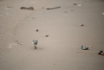 Sandpiper on beach