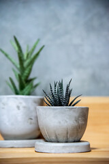 close up cactus in cement pots.