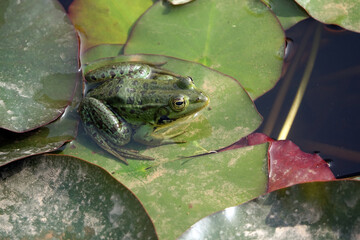 Wasserfrosch