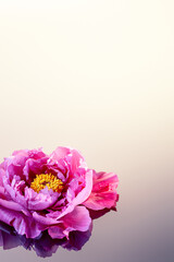Pink peony on reflection surface 
