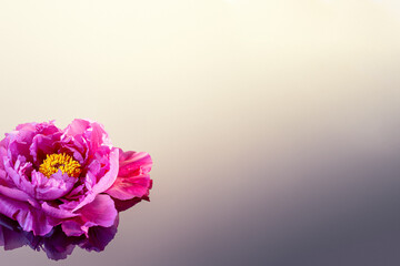 Pink peony on reflection surface 