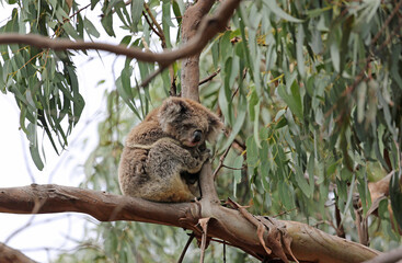 Koala sleeping on the branch - Kenneth River, Victoria, Australia