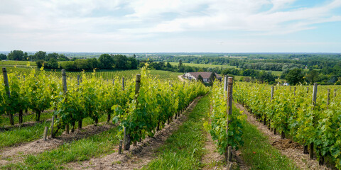 Fototapeta na wymiar saint Emilion harvest vineyard in Bordeaux wine in france