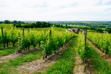 Fototapeta na wymiar Vine agriculture in Bordeaux vineyard in french country