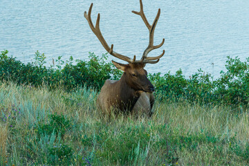 Naklejka na ściany i meble wild animals inside Jasper National Park, Alberta, Canada