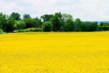 rape field in spring
