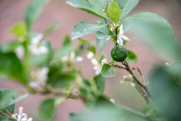 Kaffir lime on the tree.