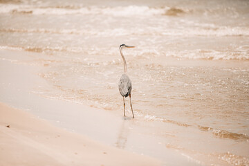 Heron on beach