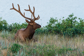 wild animals inside Jasper National Park, Alberta, Canada