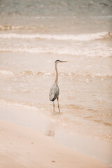 Heron on beach