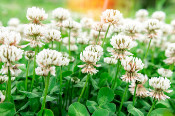 White clover Trifolium repens. green grass in the sunny park in the summer