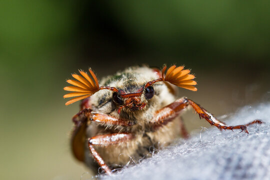 Cockchafer or May Bug close up