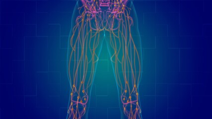 Human Lymph Nodes Anatomy For Medical Concept 3D