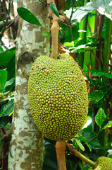 Jackfruit which has yet to be picked.