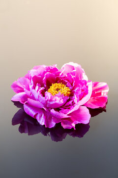 Pink peony on reflection surface 