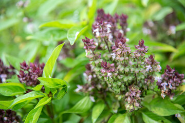 Close up of basil flower 