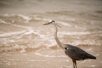 Heron on beach