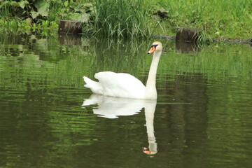 White swan in the pond of a city park. Russia.