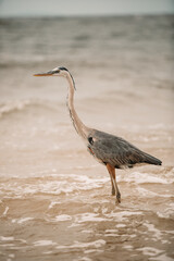Heron on beach