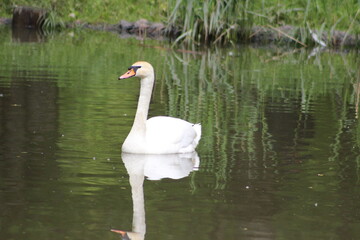 White Swan. Russia.