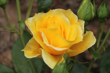Rose jaune