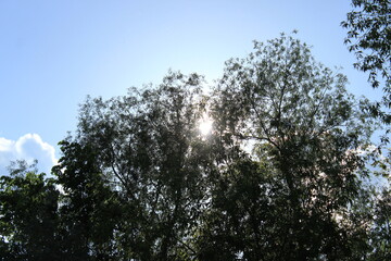 The bright sun behind the branches of a tree. Russia.
