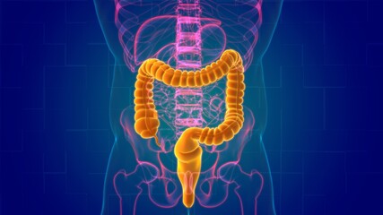 Large Intestine 3D Illustration Human Digestive System Anatomy