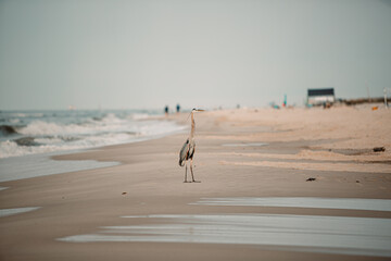 Heron on beach