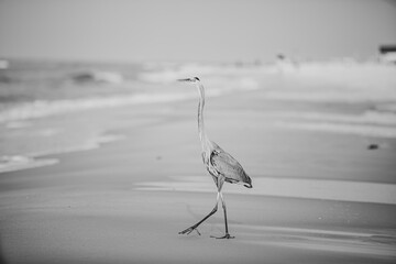 Heron on beach